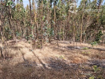 Parcela en venta en Bucalemu, Rapel de Navidad, Santo Domingo