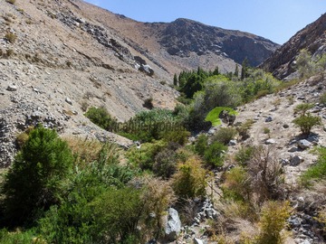 Venta / Terreno / Vicuña