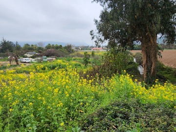Parcela en venta en Los Panguiles, Curacaví