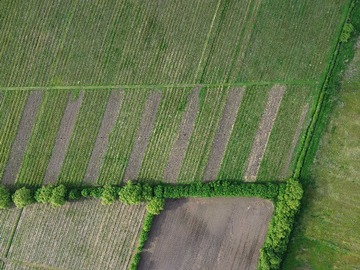 Terreno en venta en Campo de Arándanos organicos (128521), Bulnes