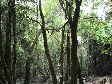Parcela en venta en Camino a Cato km. 7, Chillán