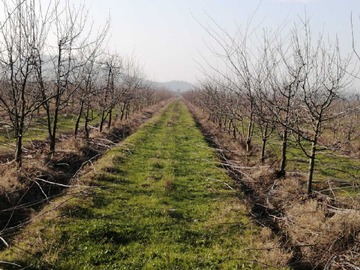 Terreno en venta en Terreno agrícola en Requínoa (167441), Requínoa