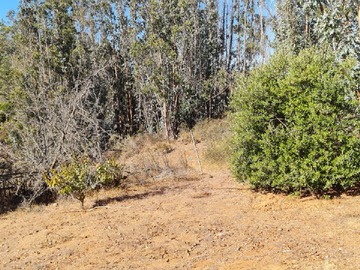 Venta / Terreno / Algarrobo