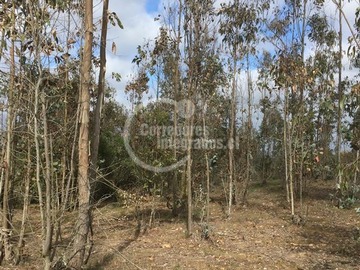 Sitio en venta en Camino San José direccion La Arbequina, medialuna San José, Algarrobo