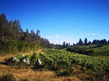 Venta / Terreno Agricola / Chillán
