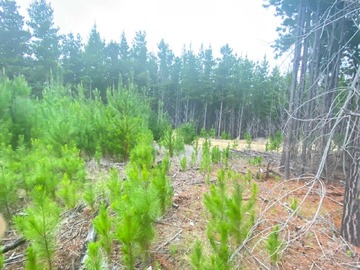 Terreno en venta en En Pichilemu