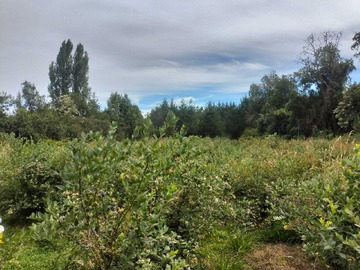 Terreno en venta en Venta parcela con cultivo de arándanos (142367), Villarrica