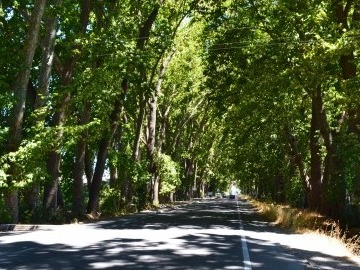 Parcela en venta en Codao, Peumo