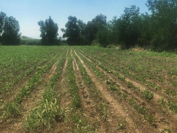 Terreno en venta en Colina (61815), Colina