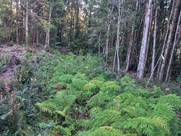 Terreno en venta en Linda Parcela con Bosque Nativo (129215), Puerto Montt