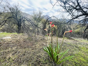 Parcela en venta en El trigal, Hijuelas