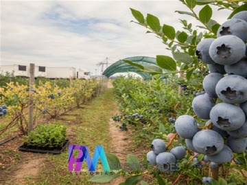 Terreno Agricola en venta en Vara Gruesa, Linares
