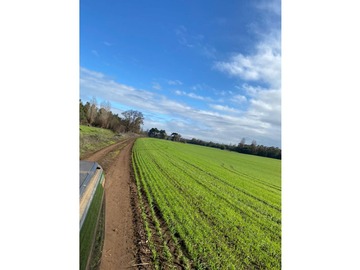 Terreno Agricola en venta en Sin numero, Mulchén