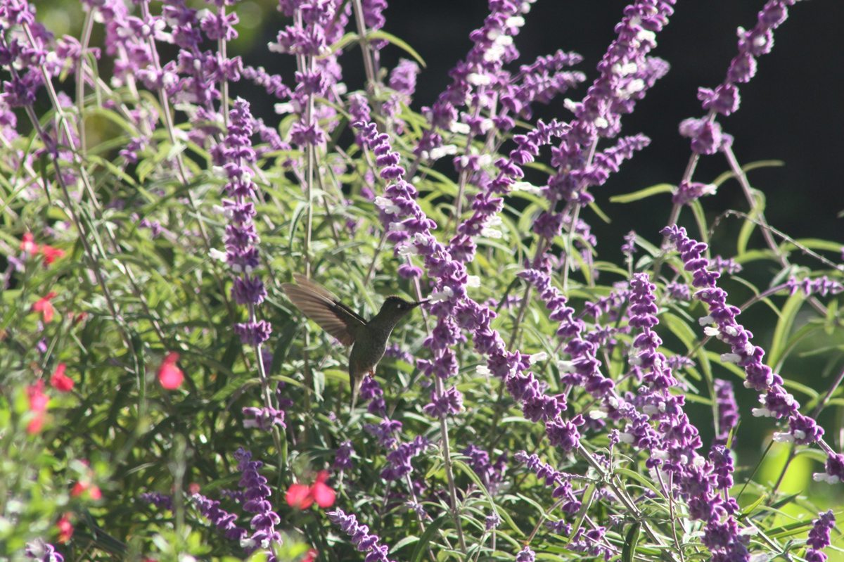 Colibríes de otoño