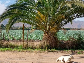 Campos de cultivo