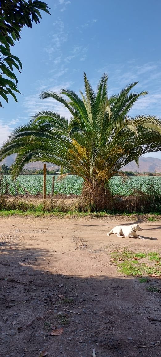 Campos de cultivo