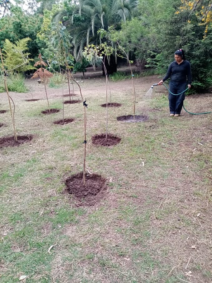 Plantacion Arborea Reciente