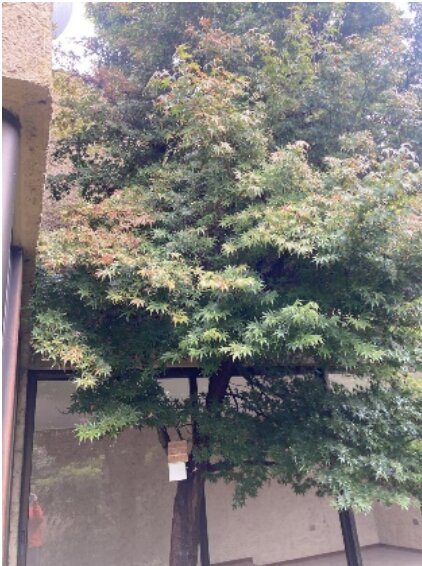Jardín