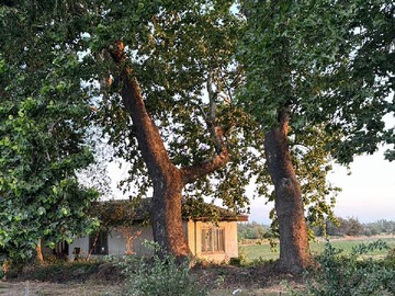 Arriendo Mensual / Casa / Linares
