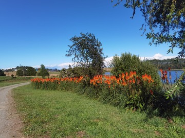 Arriendo Mensual / Casa / Llanquihue