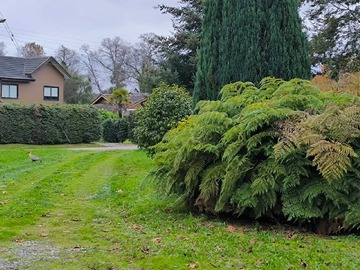 Arriendo Mensual / Casa / Valdivia