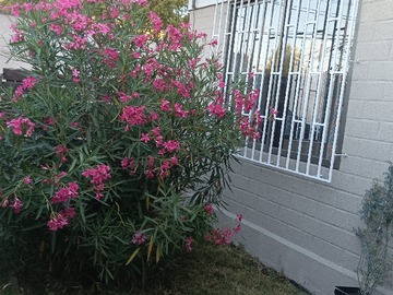 Antejardin