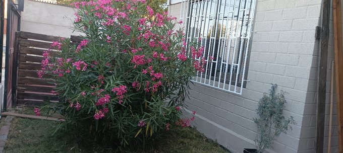 Antejardin