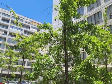 Arriendo Mensual / Departamento / Las Condes