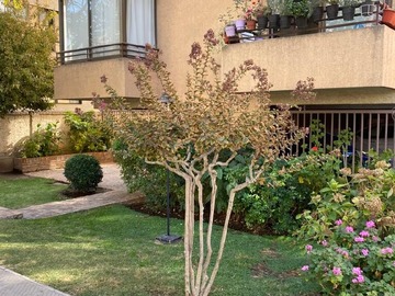Arriendo Mensual / Departamento / Providencia