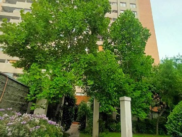 Arriendo Mensual / Departamento / San Miguel