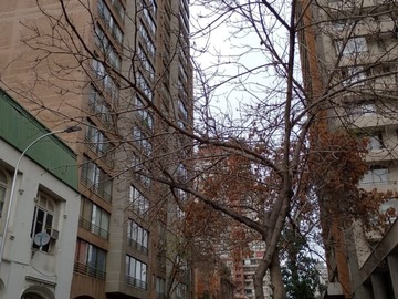 Arriendo Mensual / Departamento / Santiago