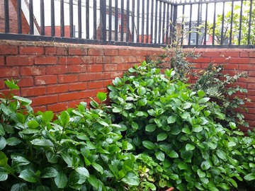 Arriendo Mensual / Departamento / Temuco