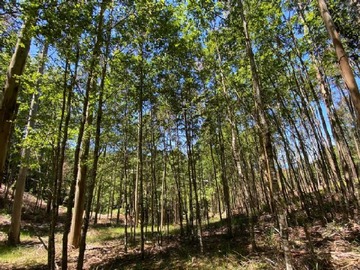 Arriendo Mensual / Parcela / Villarrica