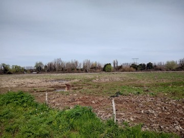 Arriendo Mensual / Terreno Agricola / Longaví