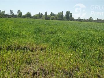 Arriendo Mensual / Terreno Agricola / Longaví