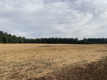 Arriendo Mensual / Terreno Agricola / Mulchén