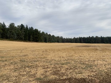 Arriendo Mensual / Terreno Agricola / Mulchén