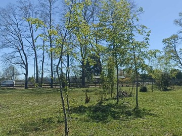 Arriendo Mensual / Terreno / Pitrufquén