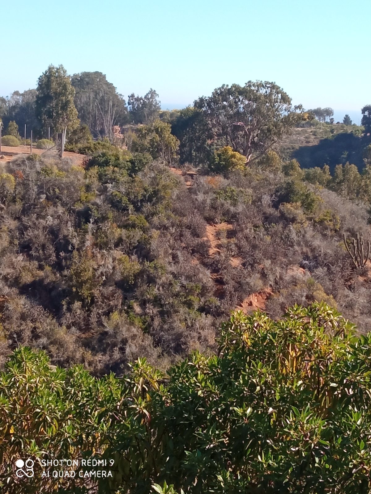 Vista 