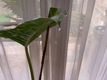 Vista hacia antejardín