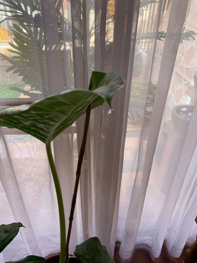 Vista hacia antejardín