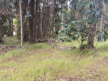 Imagen 4