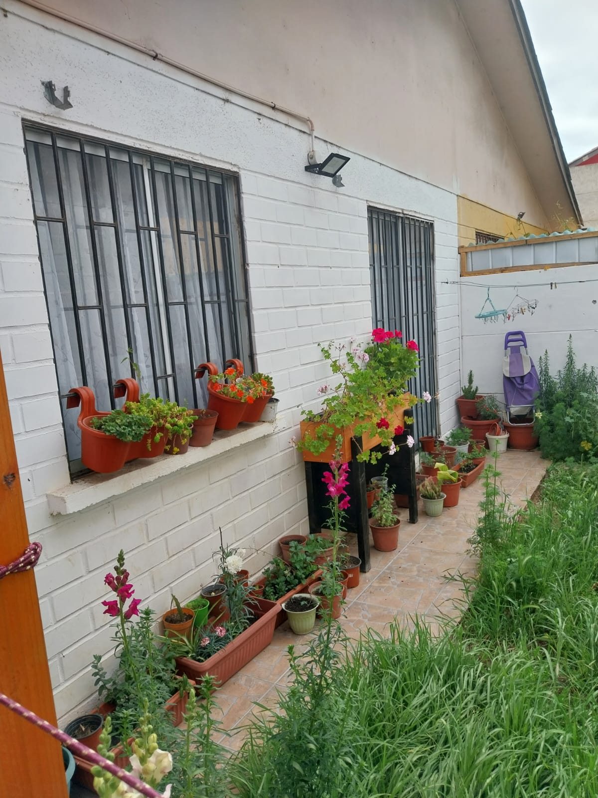 Patio trasero