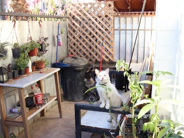 Imagen 4