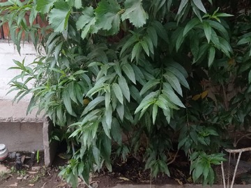 Venta / Casa / Maipú