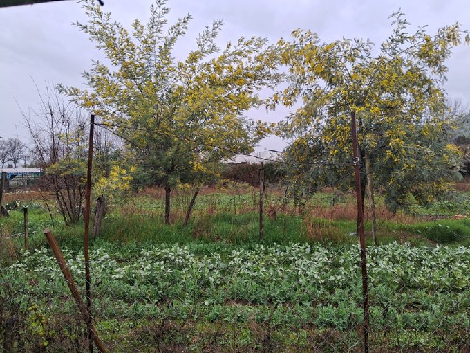 Huerta