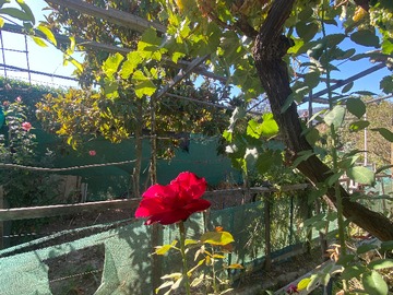 Venta / Casa / Melipilla