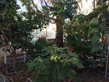 Patio árboles frutales