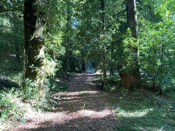 Venta / Casa / Panguipulli