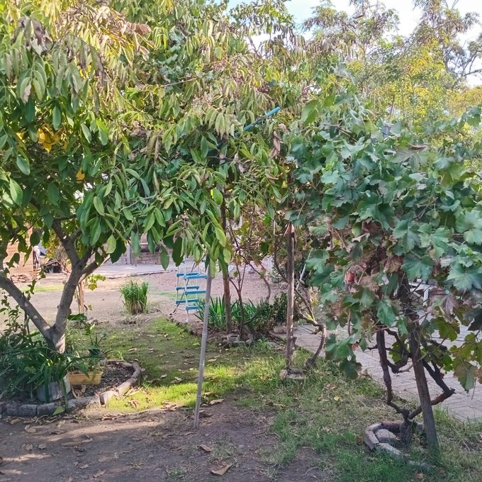 Patio trasero